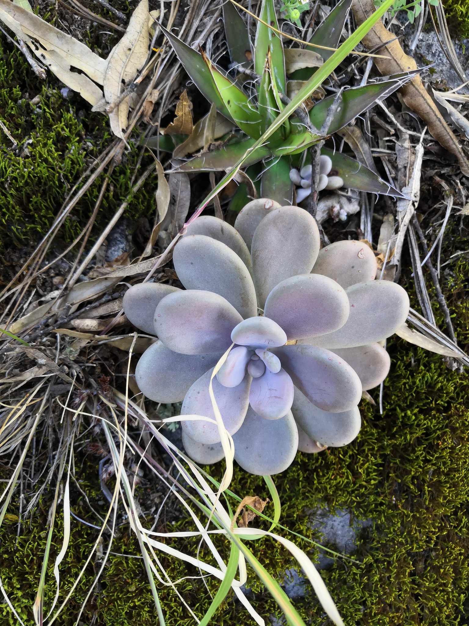 Graptopetalum amethystinum